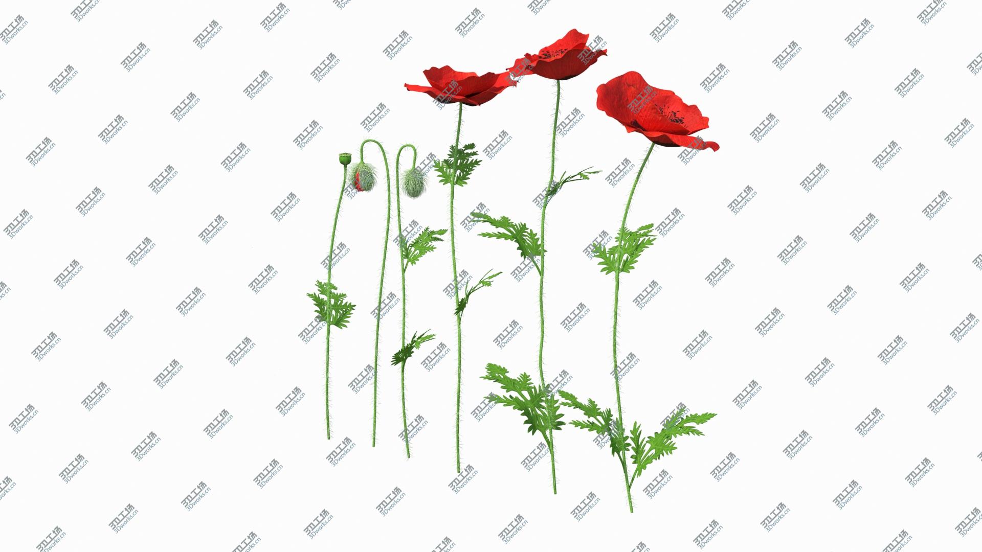 images/goods_img/2021040234/3D Stages of Poppy Flower Growth model/2.jpg